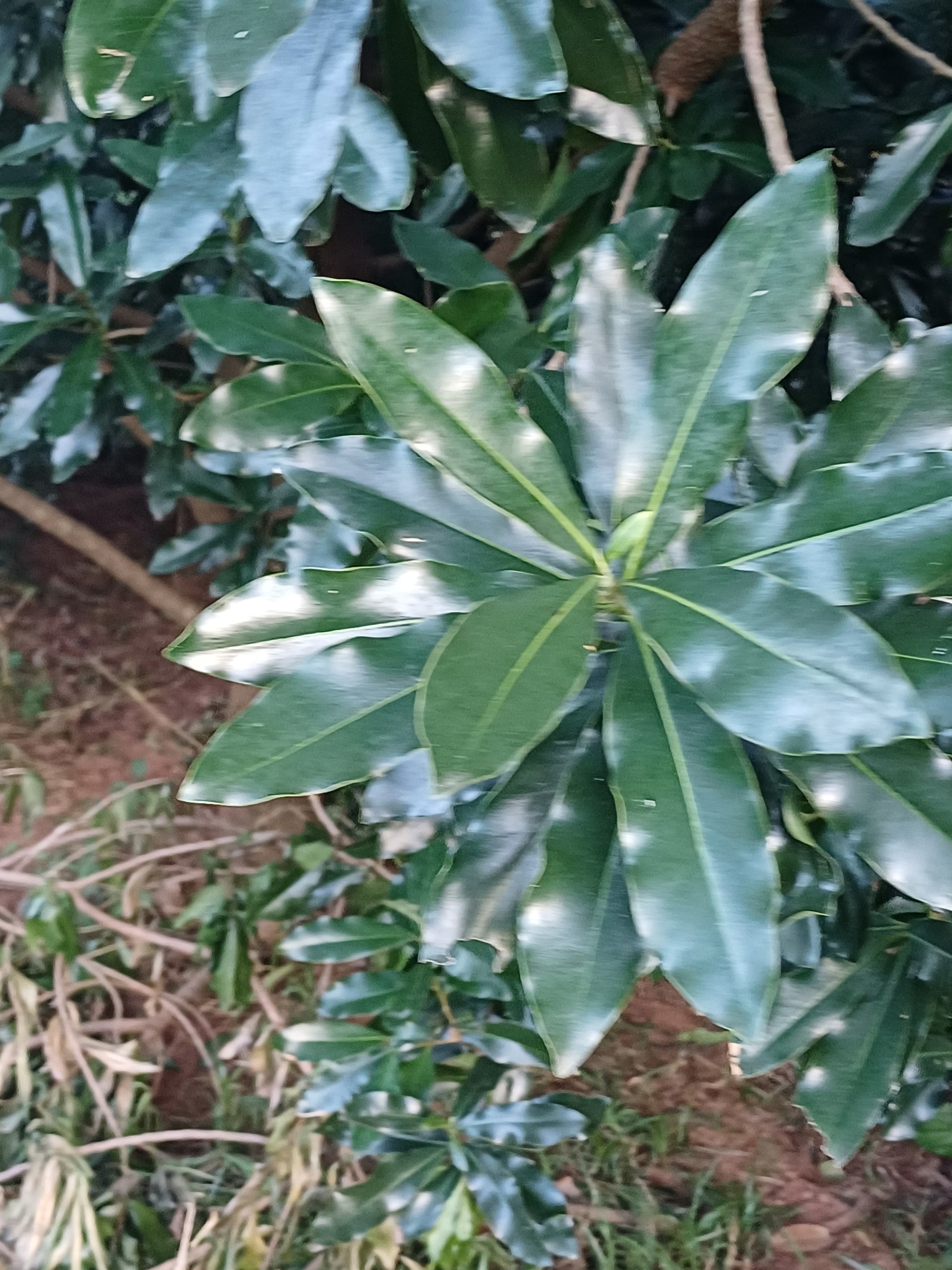 Pepper Bark Tree (Warburgia salutaris)