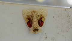Arrhenophanes perspicilla