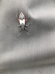 Microtomus purcis