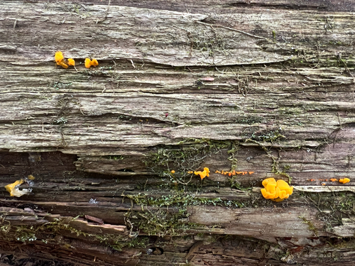 Orange Jelly Spot