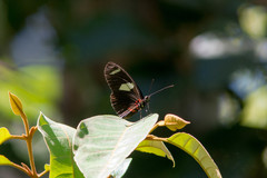Heliconius sara