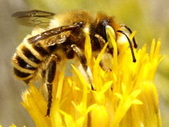 Megachiloides