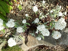 Anaphalis triplinervis