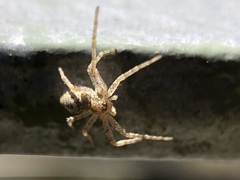 Philodromus
