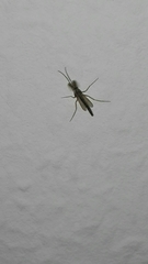 Diptera
