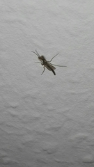 Diptera