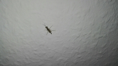 Diptera