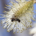 Fox's Sweat Bee - Photo (c) jgibbs, some rights reserved (CC BY-NC), uploaded by jgibbs