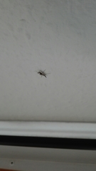 Diptera