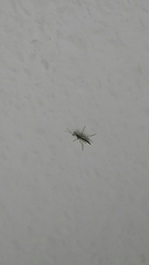 Diptera