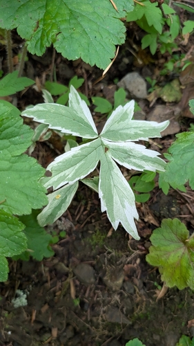 Pacific waterleaf (Hydrophyllum tenuipes)