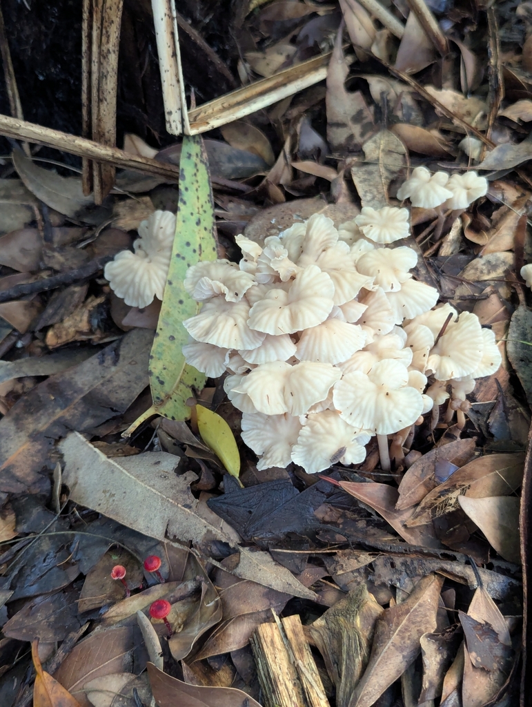 Collybia kurara · April 2025 · photo: © rosiekstein (iNaturalist, cc-by)