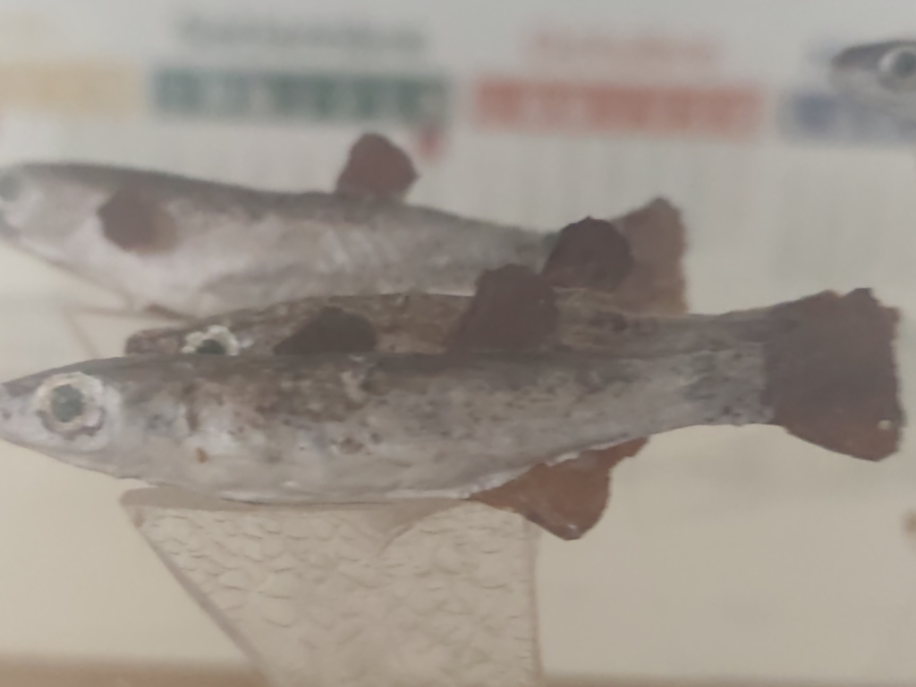 Ispi (Orestias ispi) — Cyprinodontidae