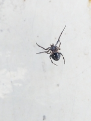 Larinioides sclopetarius