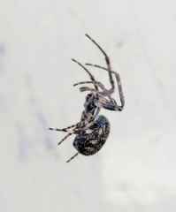 Larinioides sclopetarius