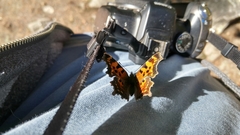 Polygonia faunus faunus