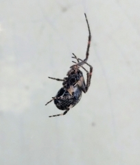Larinioides sclopetarius