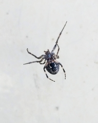 Larinioides sclopetarius
