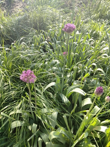 Foto de Allium giganteum é conhecido como "alho-gigante"