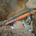 Roughbelly Darters - Photo (c) callitaenia, some rights reserved (CC BY-NC)