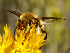 Megachiloides