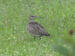Numenius phaeopus hudsonicus
