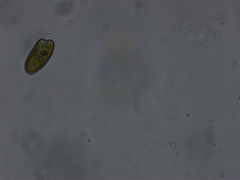 Cryptista