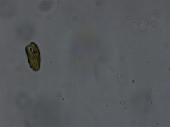 Cryptista