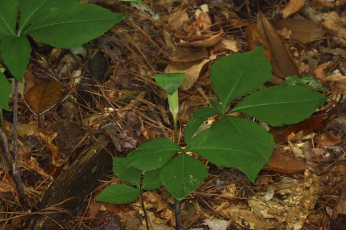Image of Five-leaved Jack-in-the-pulpit by (c) Michelle W. （鍾偉瑋）, some rights reserved (CC BY)