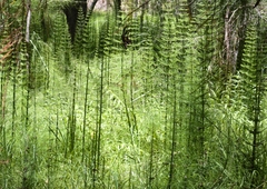 Equisetum myriochaetum