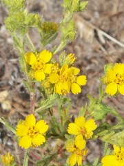 Deinandra fasciculata