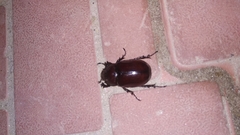 Xylotrupes mniszechi