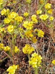 Deinandra fasciculata