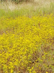 Deinandra fasciculata