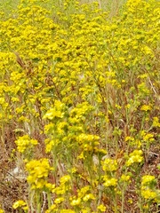 Deinandra fasciculata