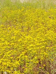 Deinandra fasciculata