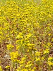 Deinandra fasciculata