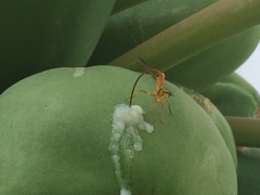 Toxotrypana curvicauda