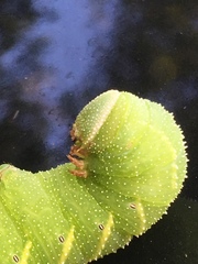 Smerinthinae