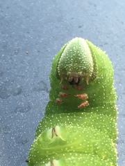 Smerinthinae