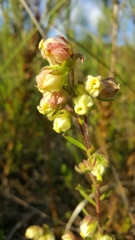 Hermannia hyssopifolia