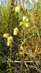 Hermannia hyssopifolia