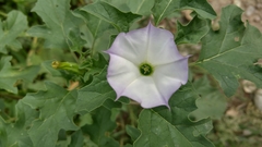 Datura quercifolia