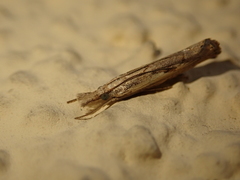 Agriphila geniculea