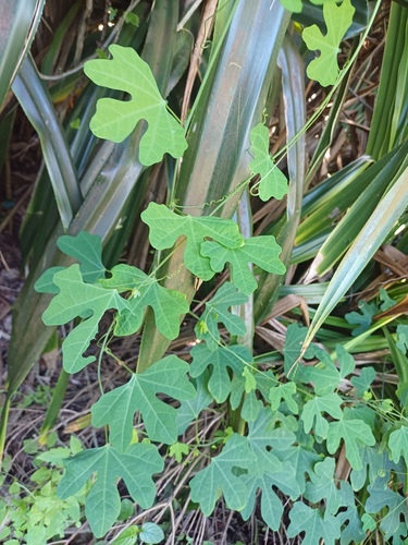 Adenia gummifera