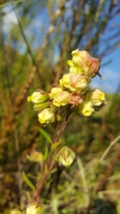 Hermannia hyssopifolia