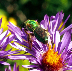 Agapostemon sericeus