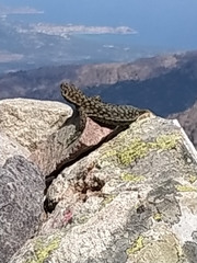 Archaeolacerta bedriagae