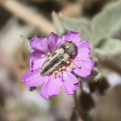 Acmaeodera latiflava latiflava