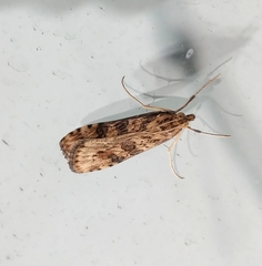 Nomophila nearctica